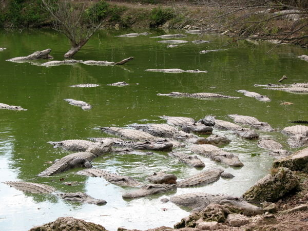 Pond full of gators