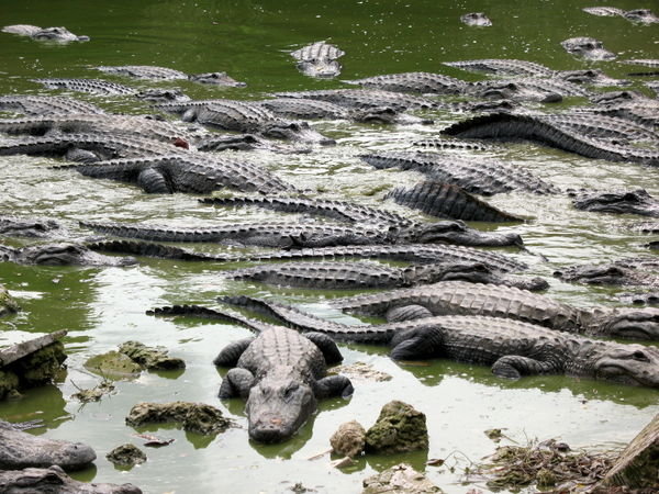 a gator crowd