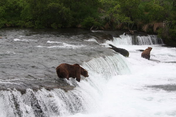 bears on Brooks Falls