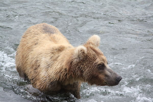 Where is my salmon? It is July 7. Salmon run should have begun by now. The bear wonders!