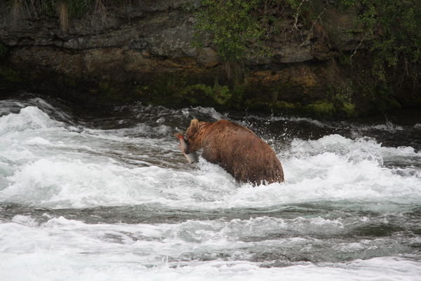This bear caught his second salmon
