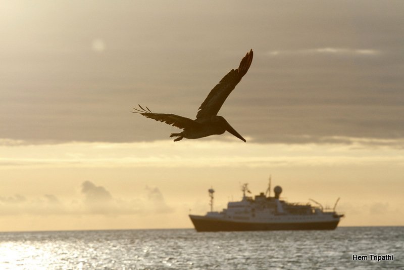 a pelican flying