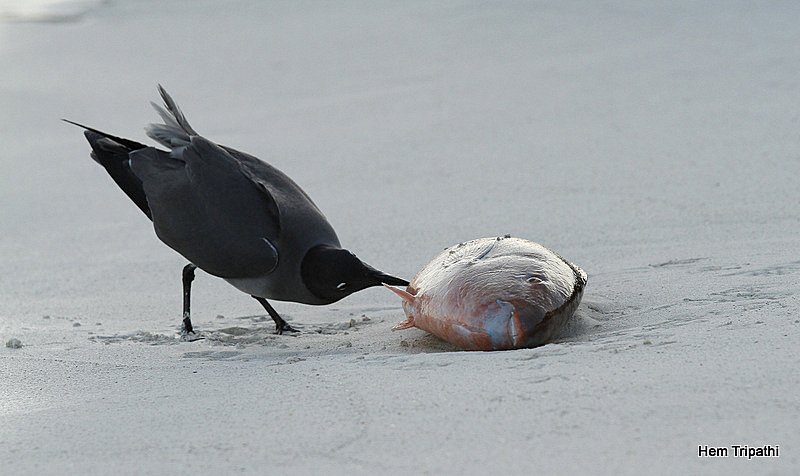 a swallow tailed gull feasting