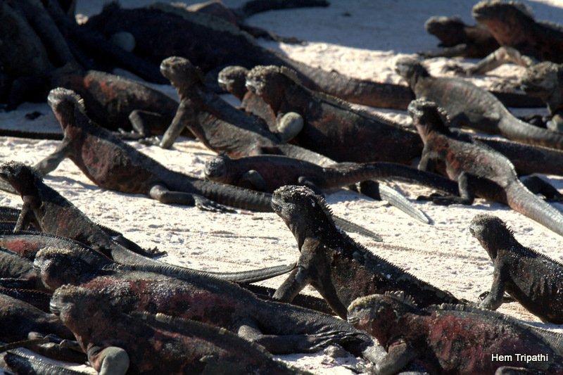 marine iguanas sun bathing