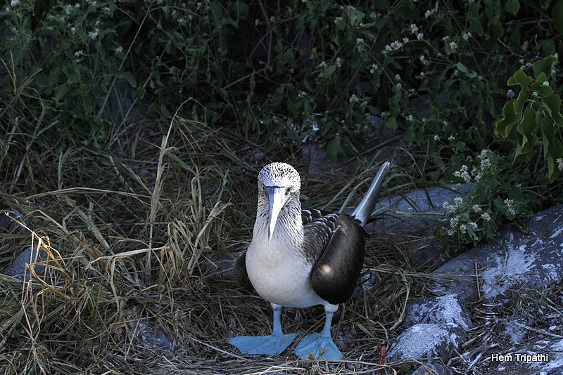 a blue footed booby