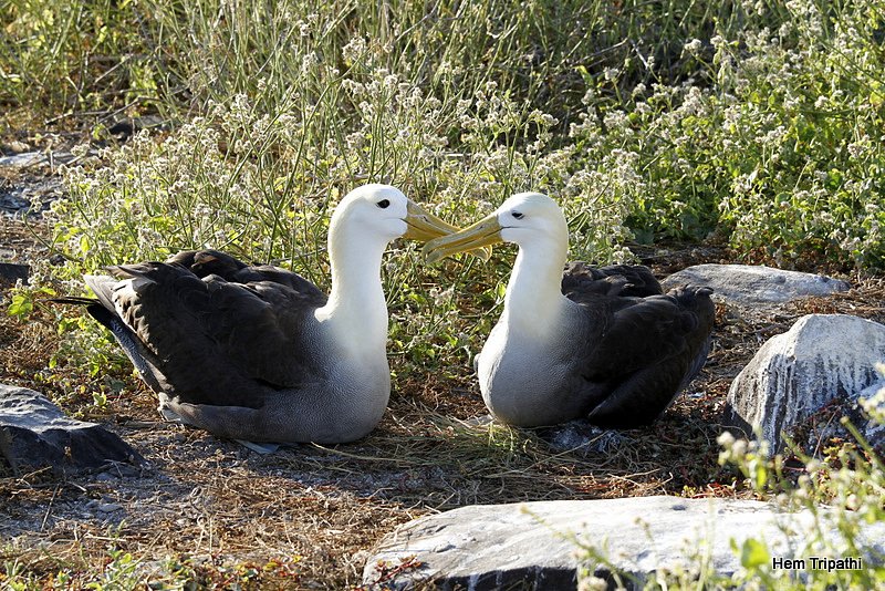waved albatross pair