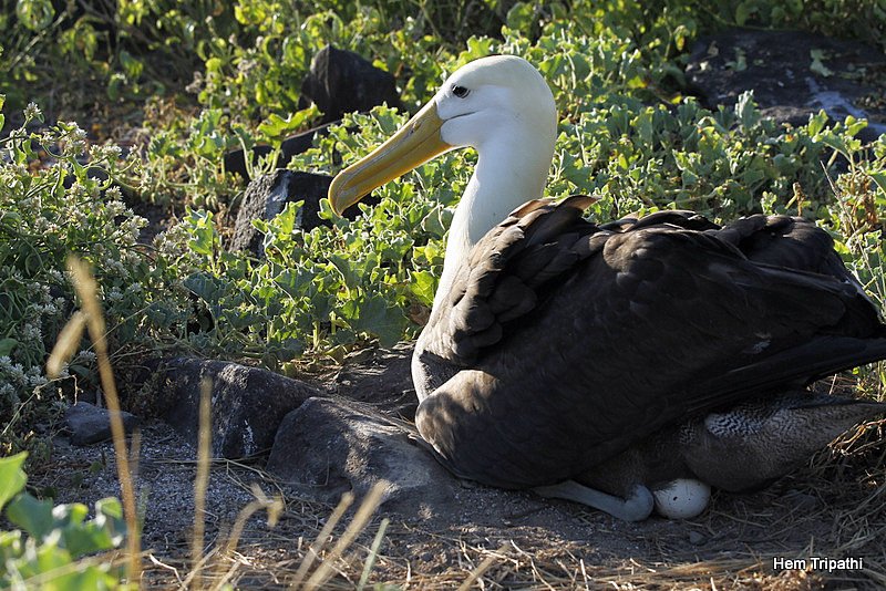 waved albatross sitting on egg
