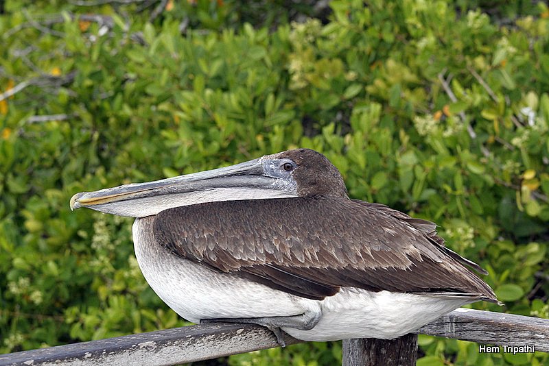 a Pelican pose