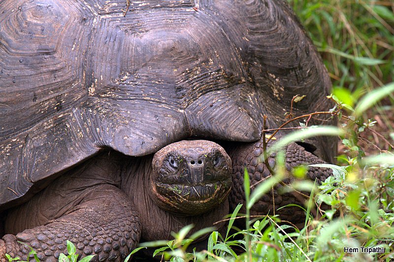 a giant tortoise in the wild