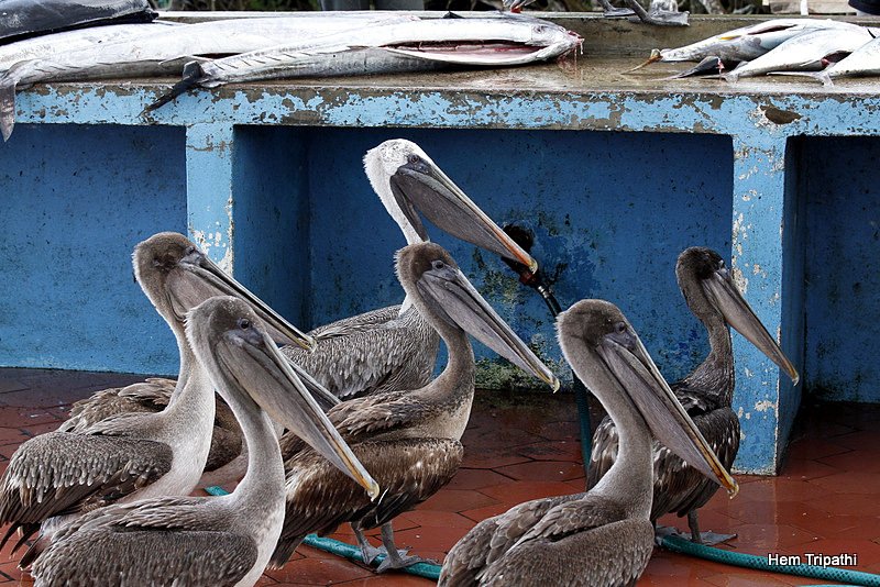 Pelicans waiting for scraps