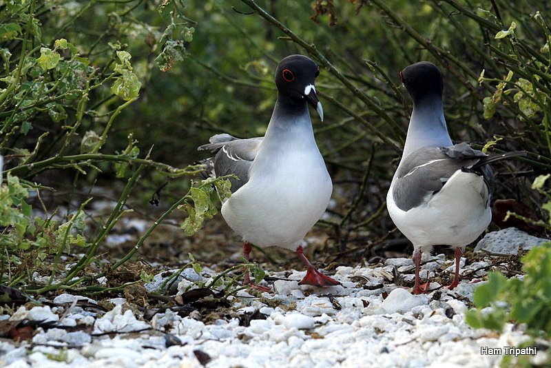 two swallow tailed gulls
