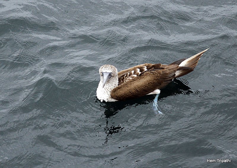 a blue footed booby after a dive