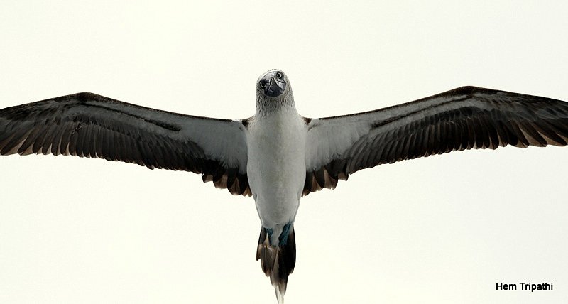 a blue footed booby above