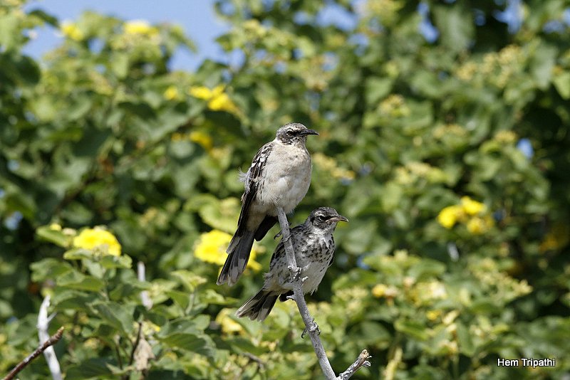 two mockingbirds