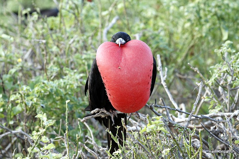 male frigate bird with inflated throat pouch
