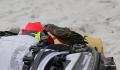a mockingbird peeking inside a backpack