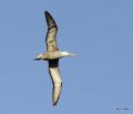 waved albatross in flight