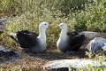 waved albatross pair