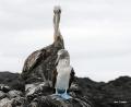 a Pelican and a blue footed booby