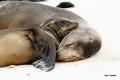 sea lion pup with mom