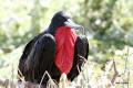 male frigate bird with deflating throat pouch