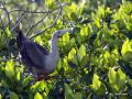 red footed booby