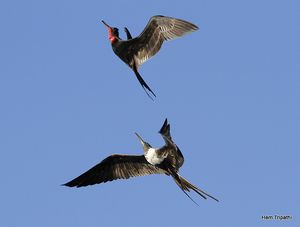 male & female frigate birds