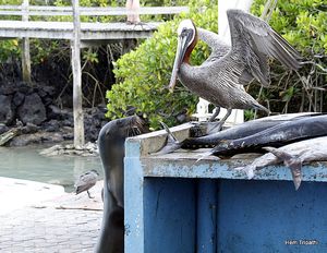 Pelican and a sea lion