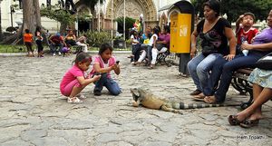 land iguanas in a park at Guayaquil