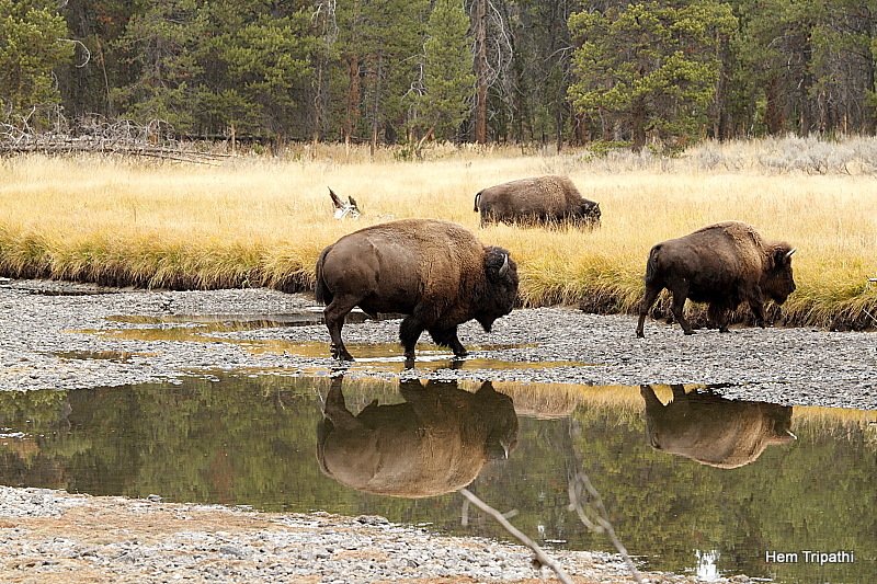 bisons crossing a creek