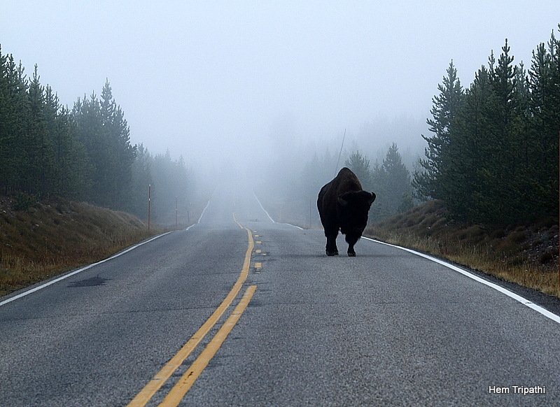 a lone bison on the road