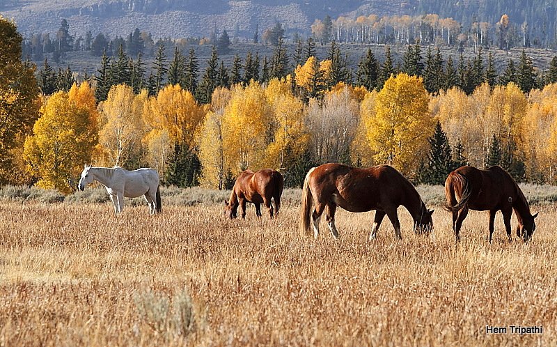 horses at a ranch