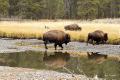 bisons crossing a creek