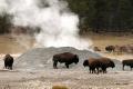 bisons keeping warm