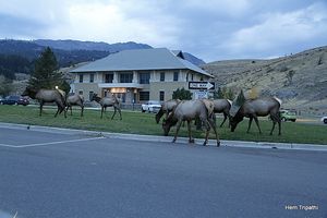 elks at Mammoth hot springs area