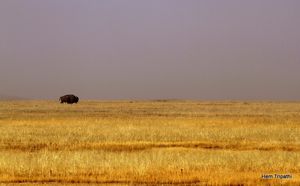 a lone bison in fog