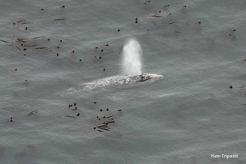 a grey whale breathes