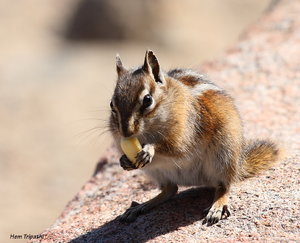 chipmunk enjoying a  nut