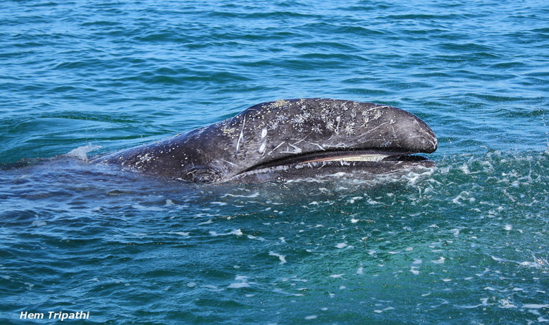 Gray whale calf