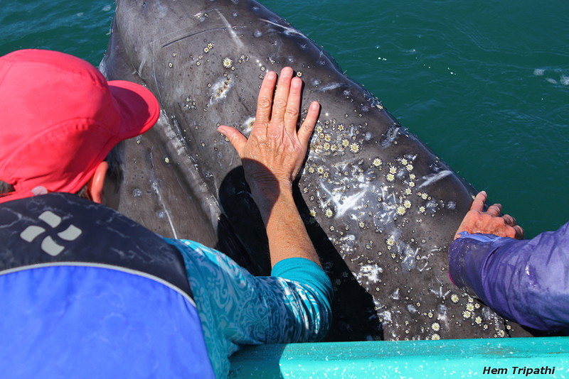 Gray whale calf petting