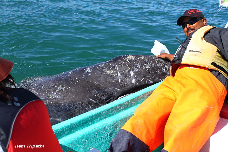 Gray whale petting!