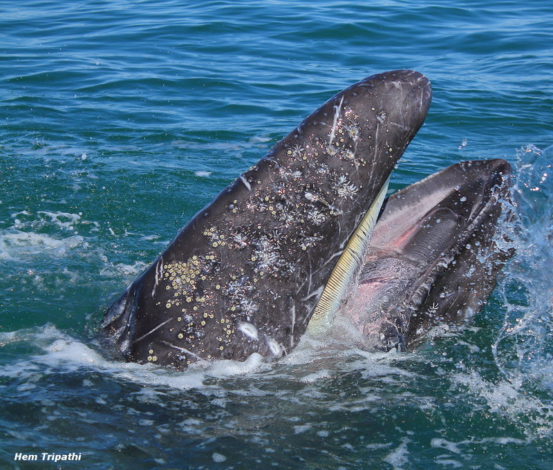 Gray whale calf showing baleen