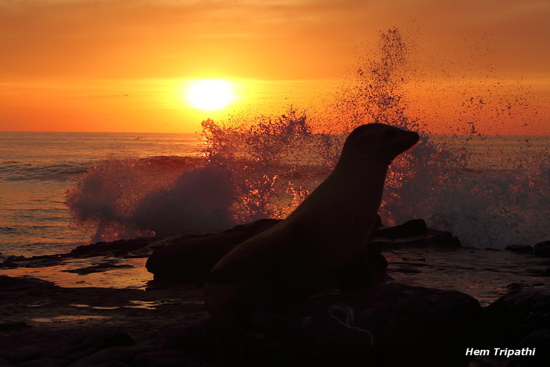 sea lion at sunset