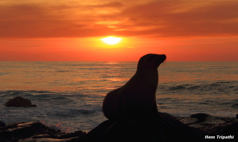 Sea Lion pose at sunset