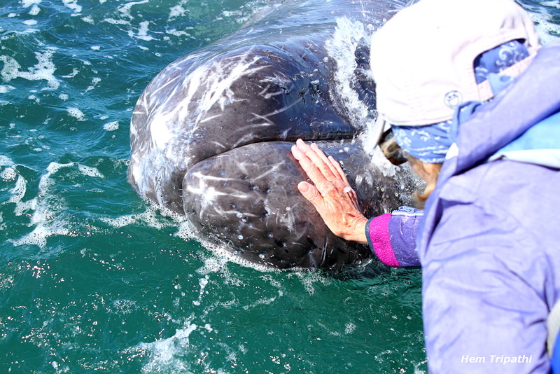 petting a gray whale calf