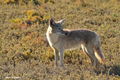 Coyote at the camp