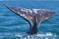 Gray Whale fluke