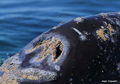 lice and Barnacles on gray whale