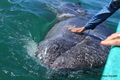 Petting a gray whale