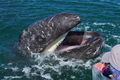 Gray Whale calf showing its baleen